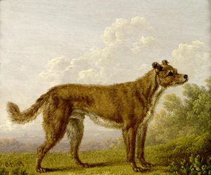 Menneskets bedste ven